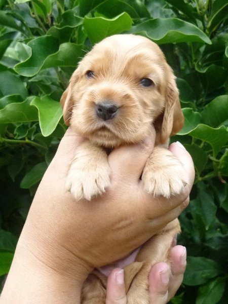 11 - 2.fenka (červená).JPG